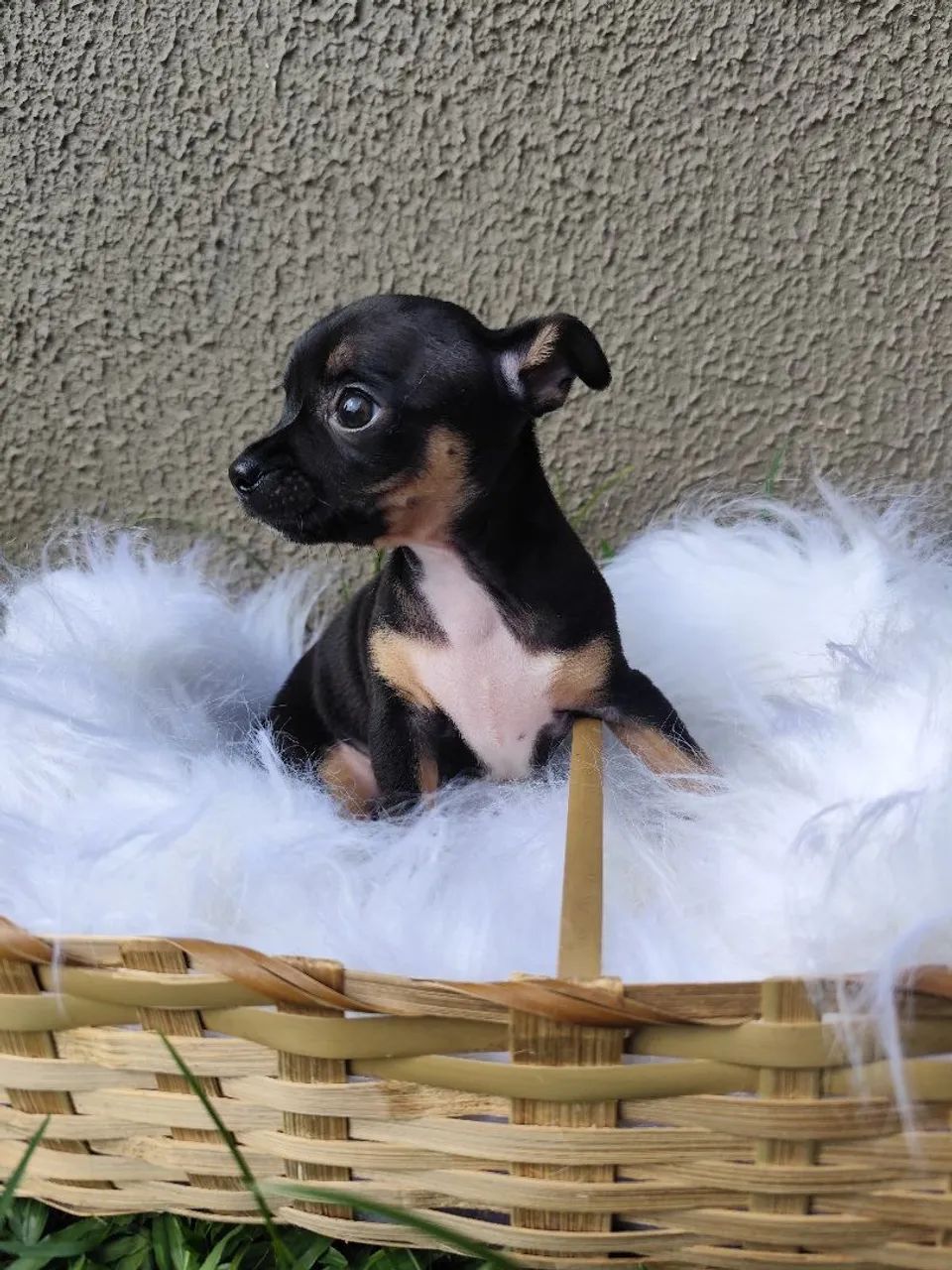 Pinscher Macho  - Foto 3