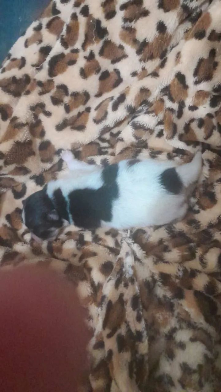 Lulu da Pomerânia  - Foto 5