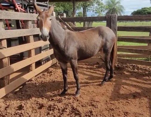 Vende-se burro para serviço - Foto 4