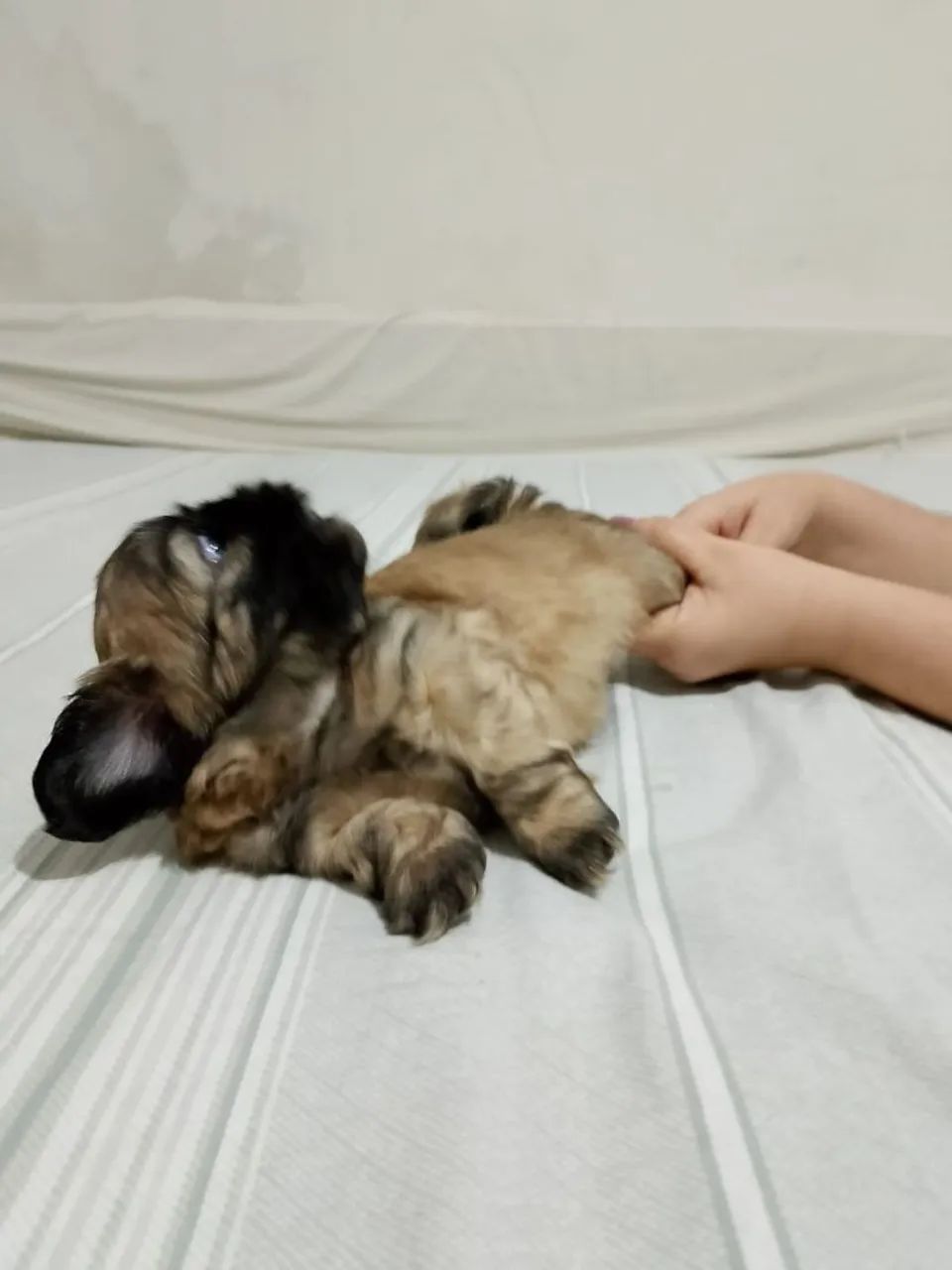 Cachorro  - Foto 2