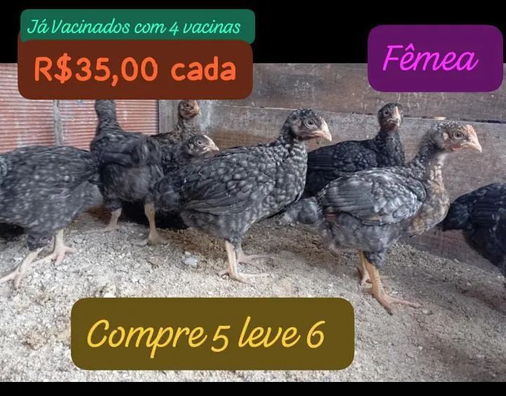 Galinha 