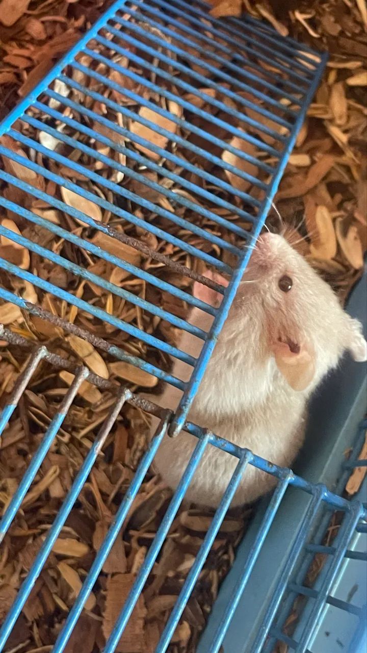 Hamster sírio - Foto 3