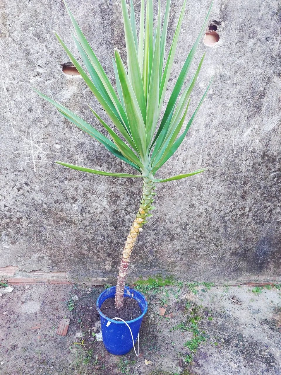 Plantas para vender preço variado - Foto 2