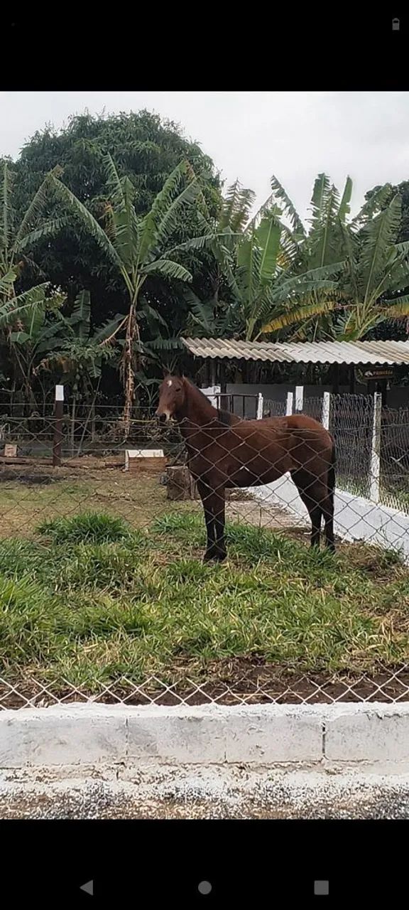 Cavalos - Foto 2