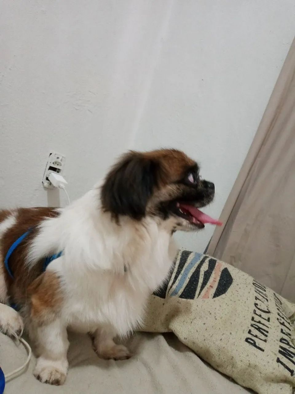 Shitzu 9 meses , Macho  - Foto 2