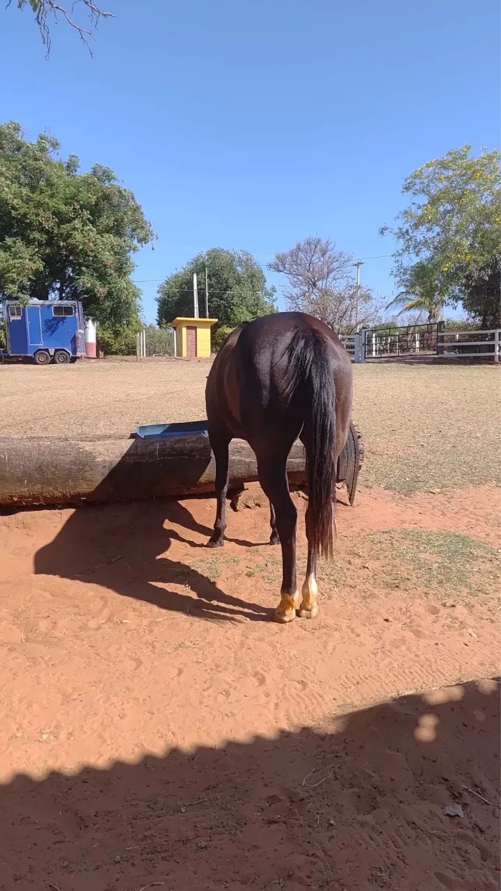 Égua Quarto de Milha - Foto 6
