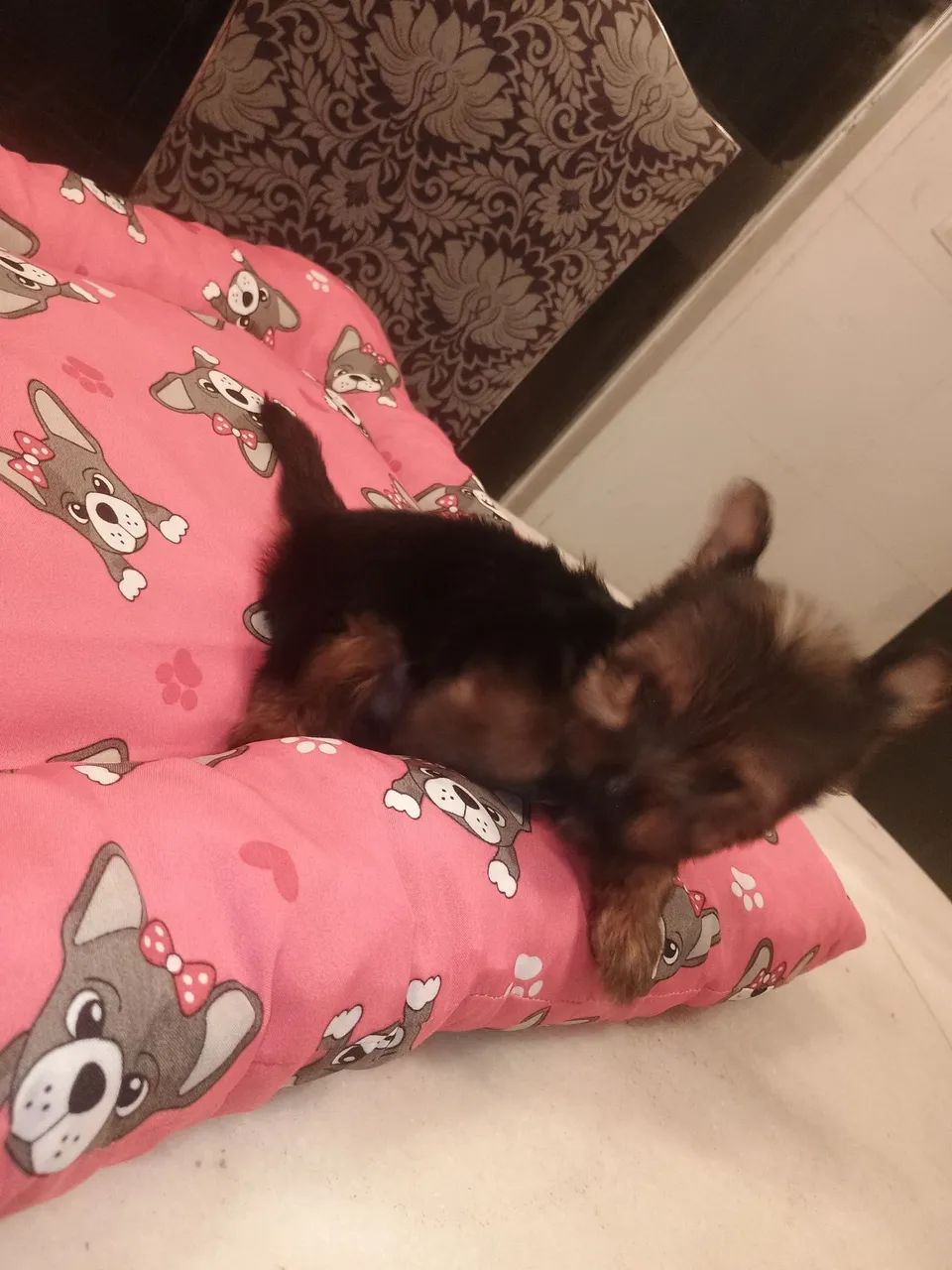 yorkshire terrier macho - Foto 4