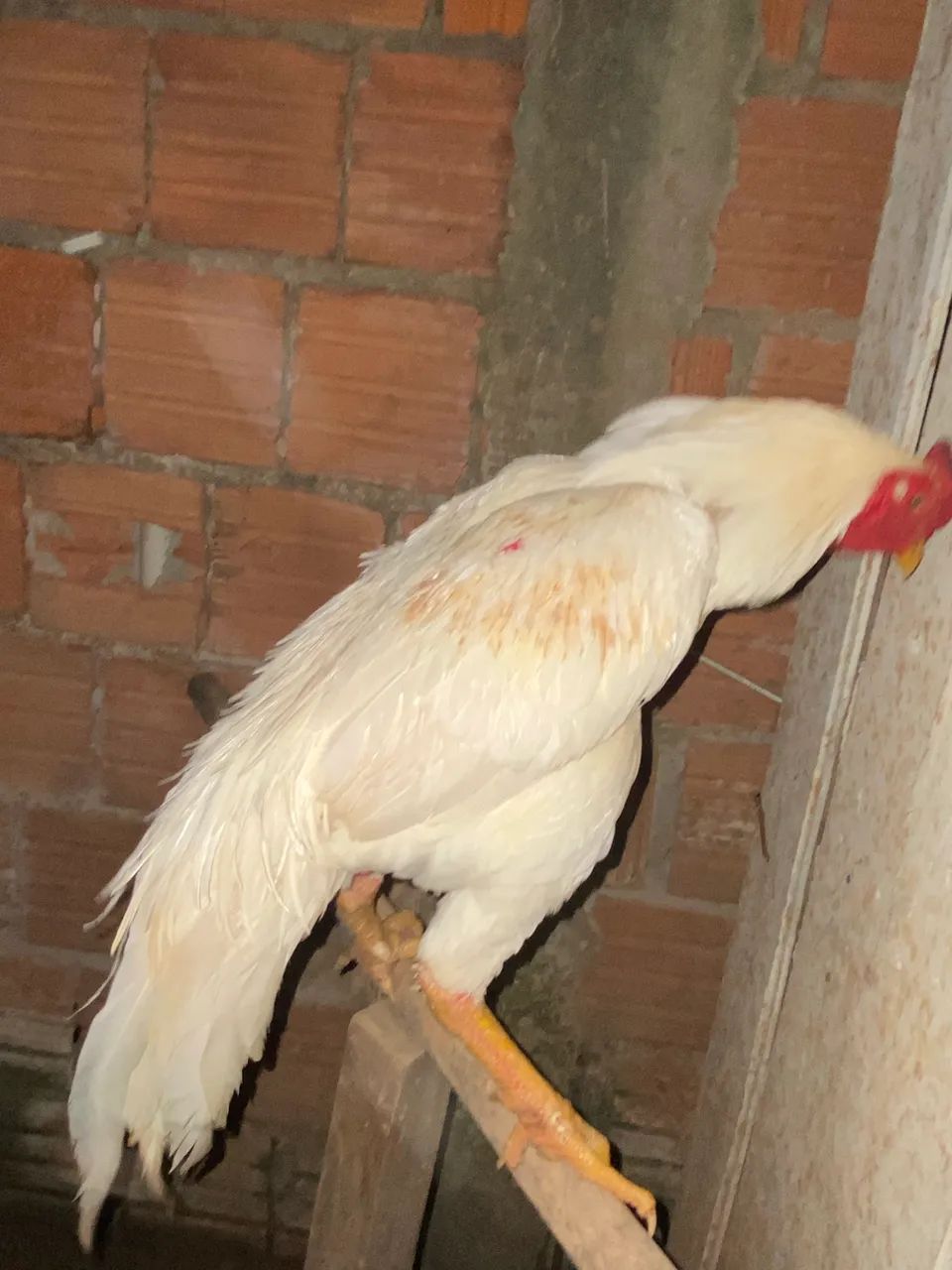 Galo indiano - Foto 5