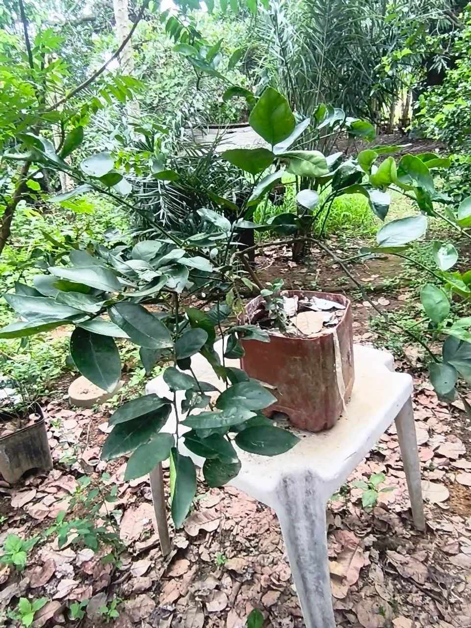 Muda limão ? Thayti  - Foto 4