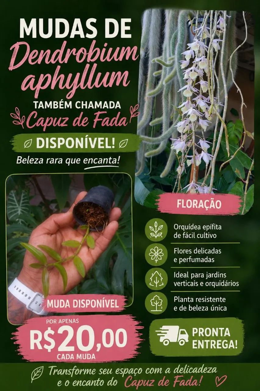 Orquídea Capuz de fada - Foto 3