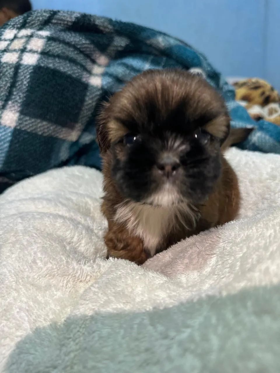 Filhote de shih-tzu - Foto 2