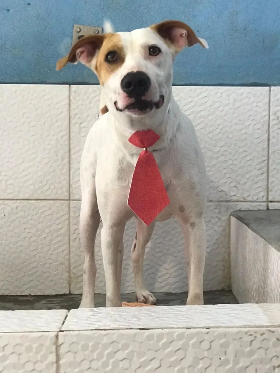 Adoção Cachorro