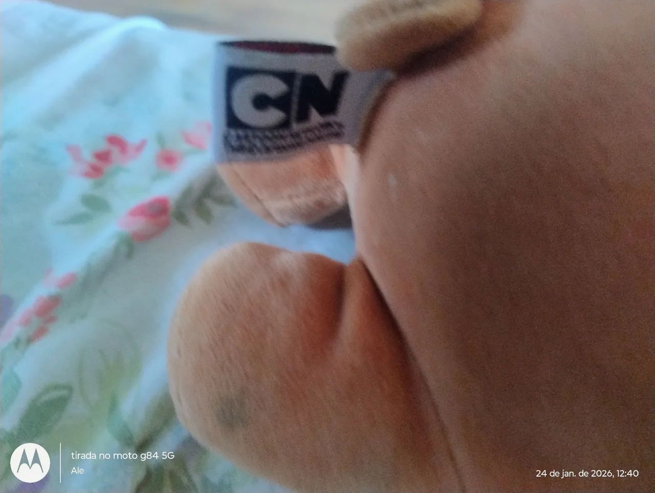 Pardo urso sem curso 
