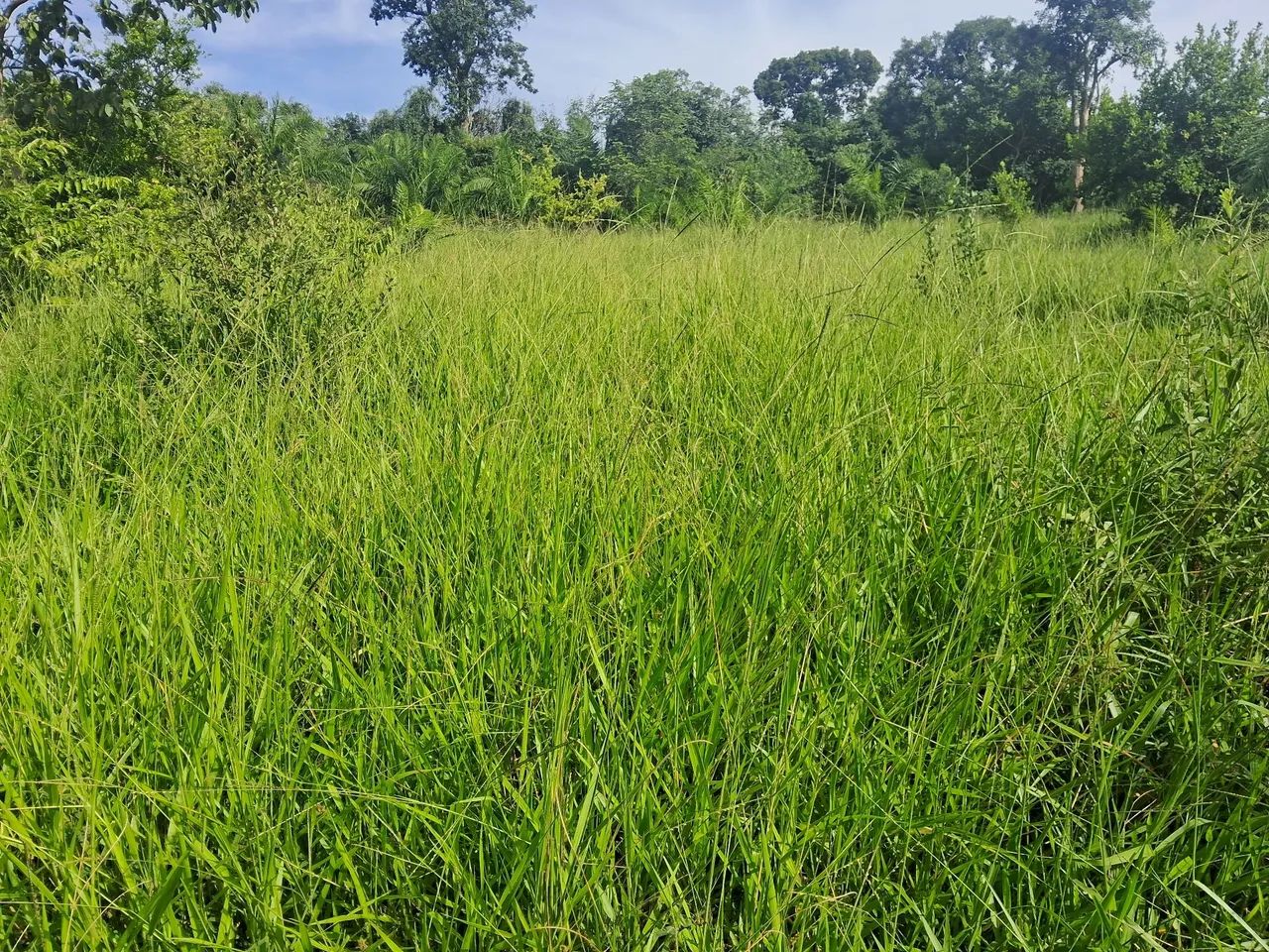 Chácara a venda em Taboco corguinho ms - Foto 3