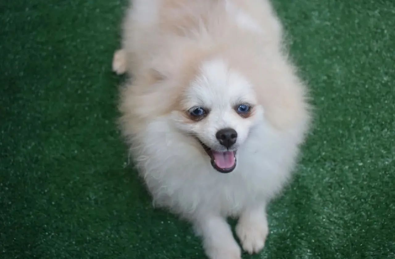 Cachorro para doação  - Foto 2