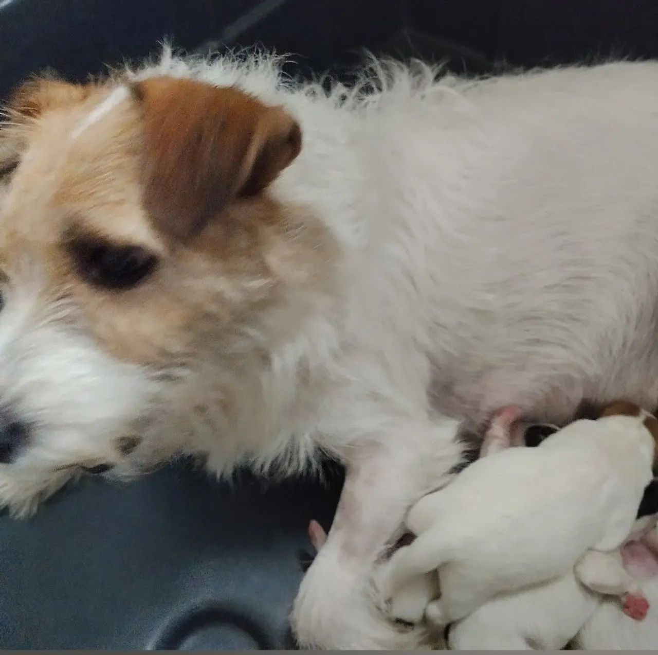 JACK RUSSEL TERRIER  - Foto 2