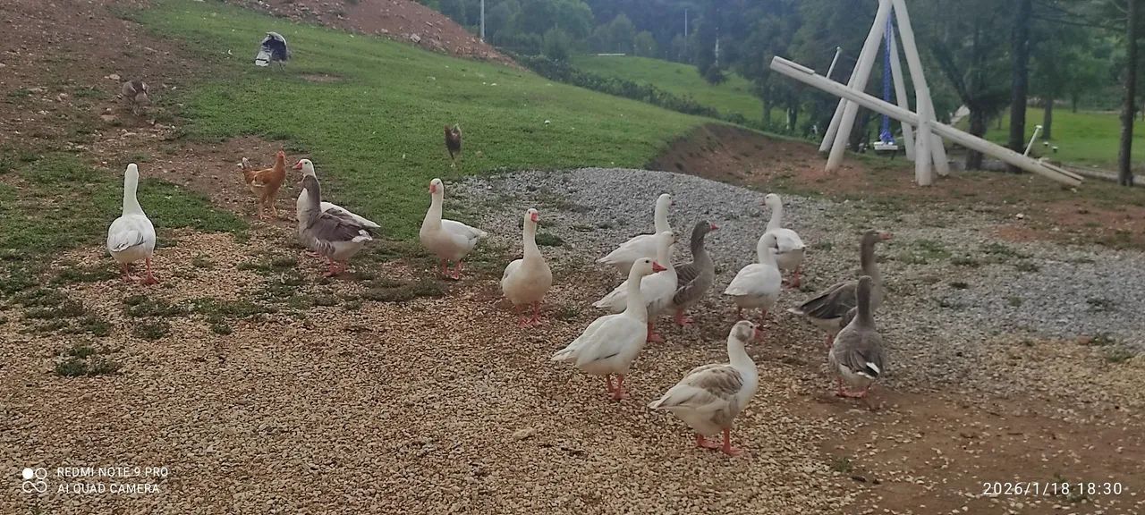 Casal de Ganso  - Foto 2