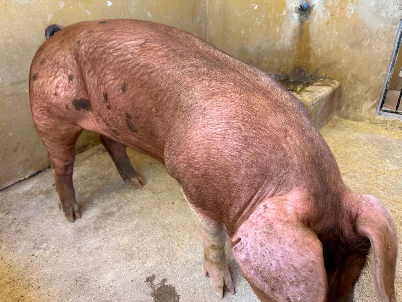 Reprodutor Duroc PO - Foto 2