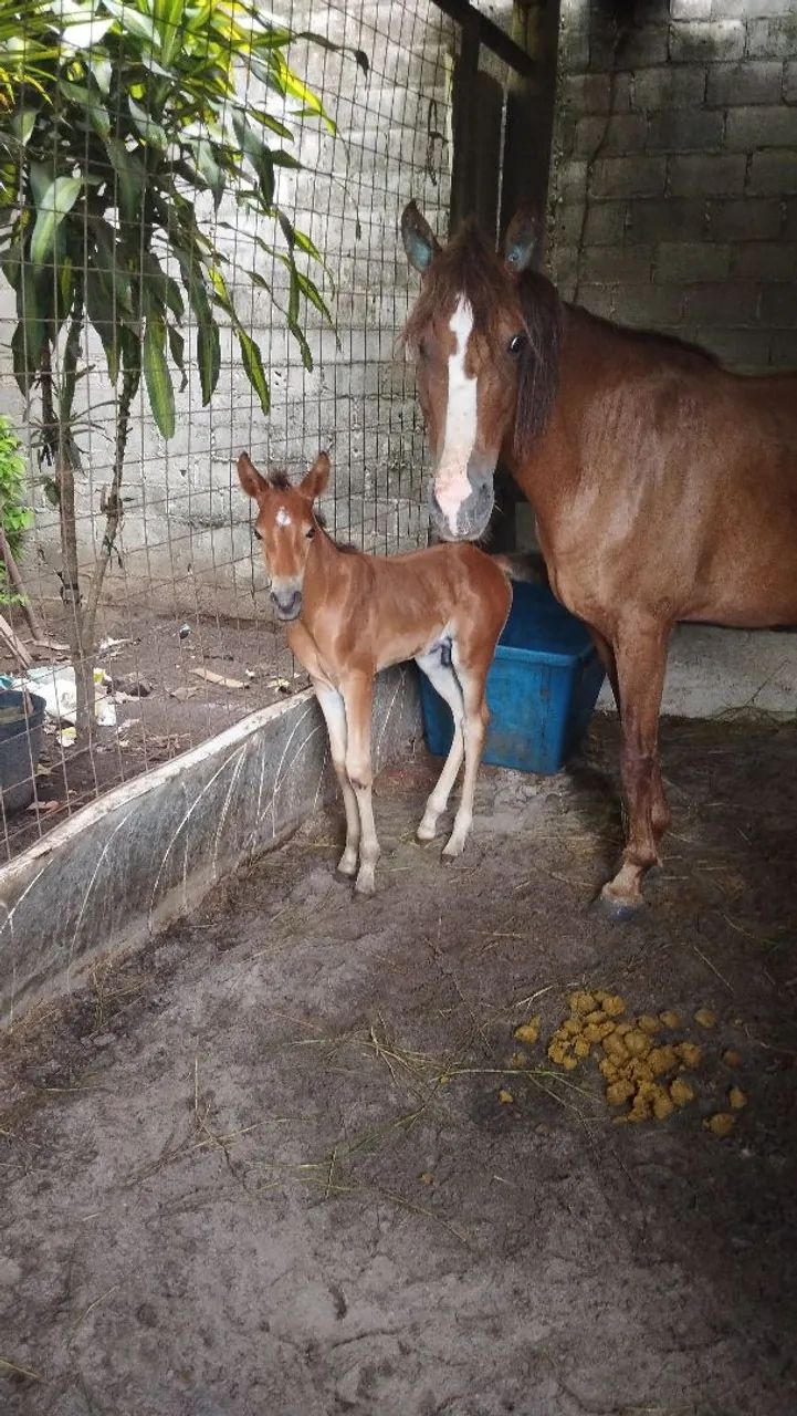 Égua com potro - Foto 2