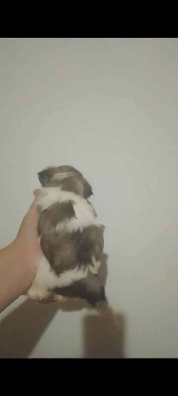 Shitzu macho 