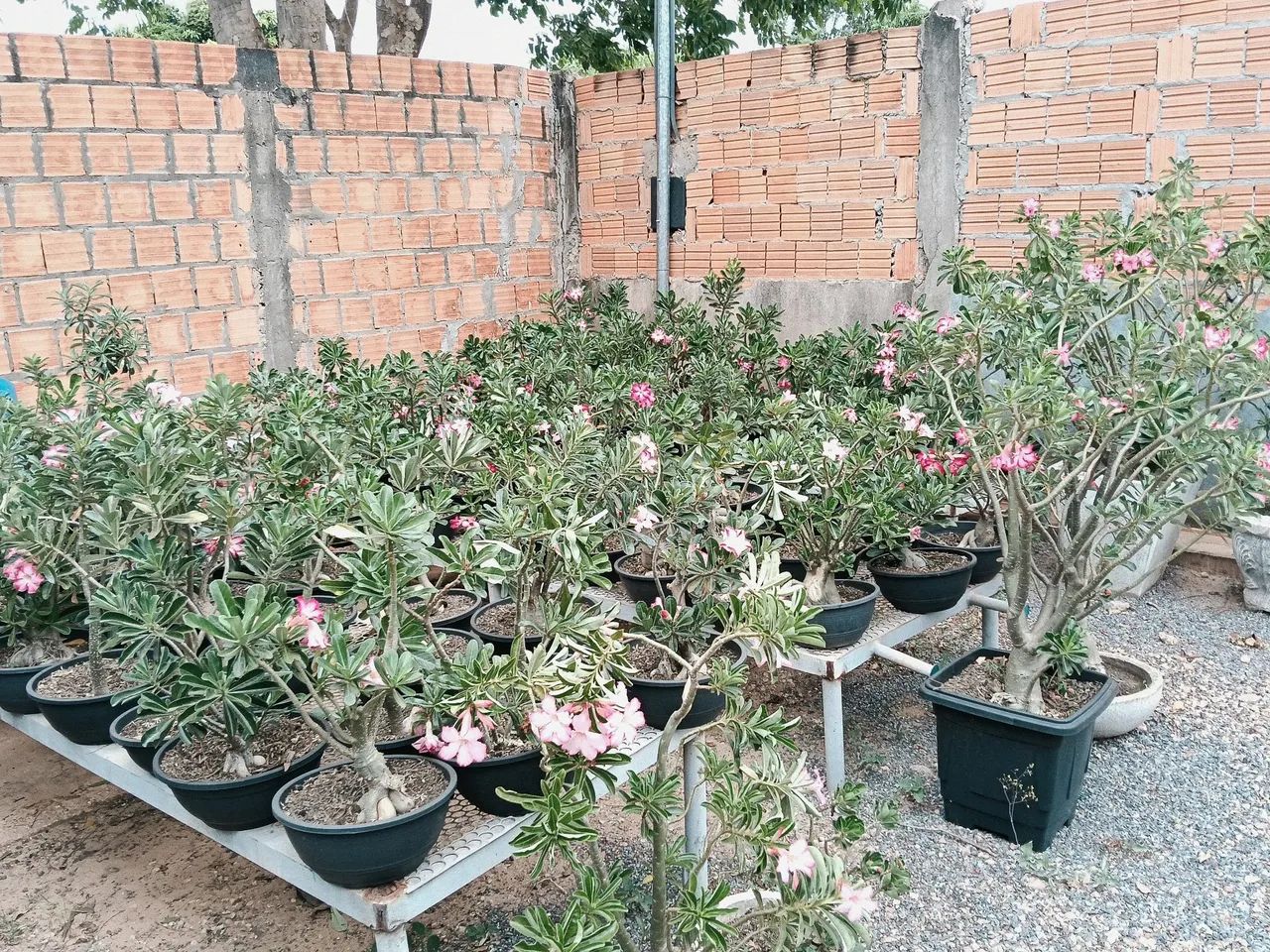 VIVEIRO de plantas completo  - Foto 3