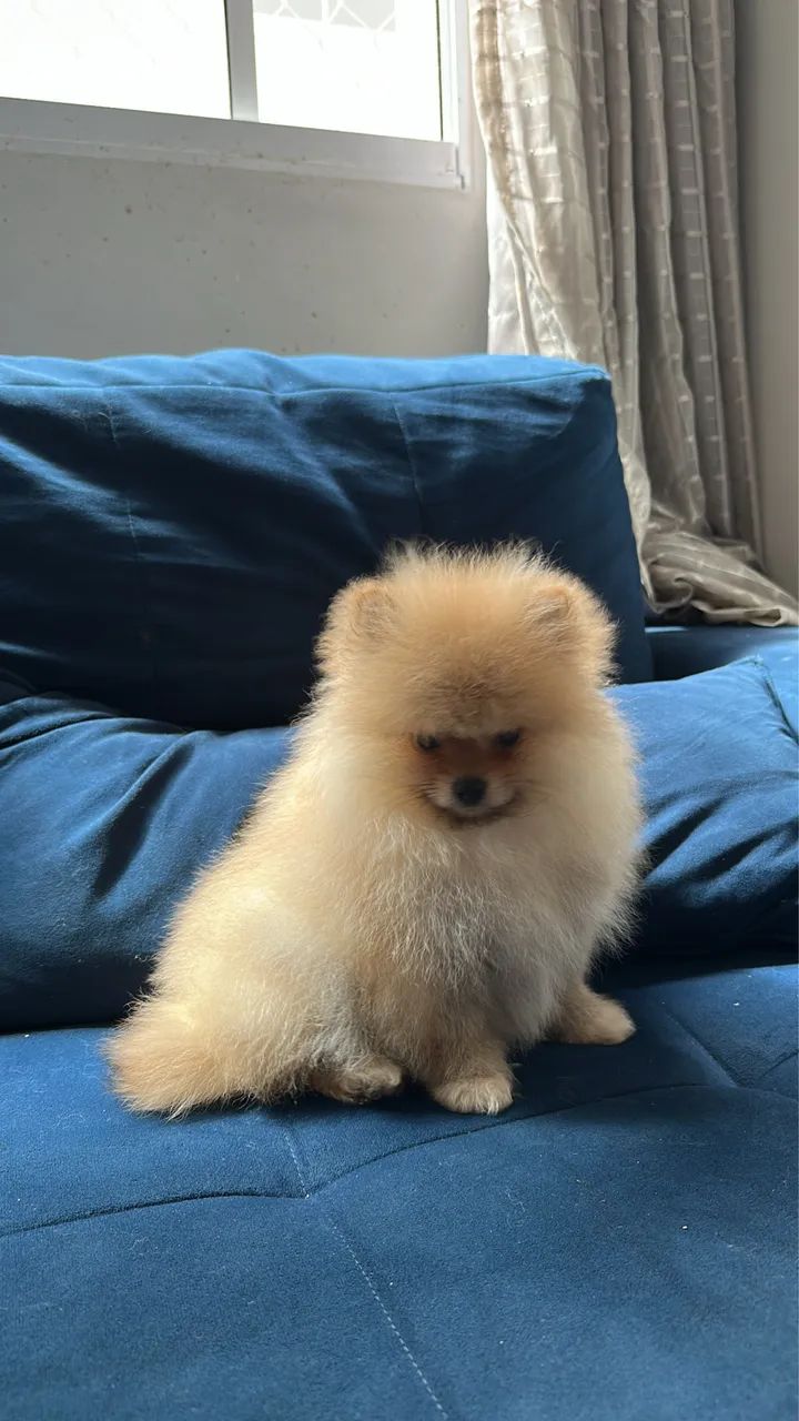 Spitz alemão  - Foto 4
