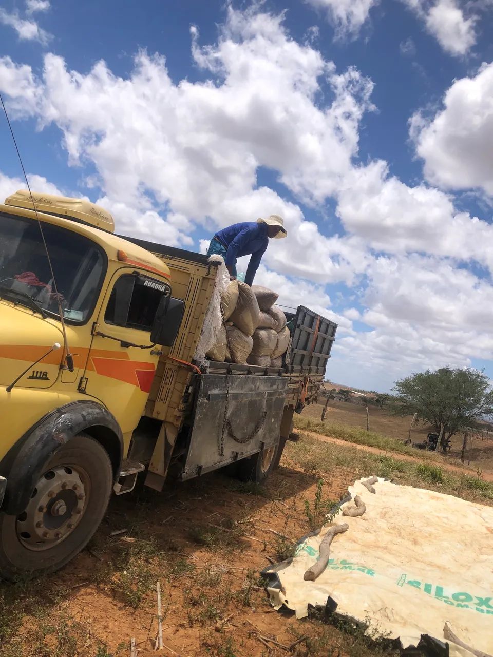 Silagem De Milho ? - Foto 2