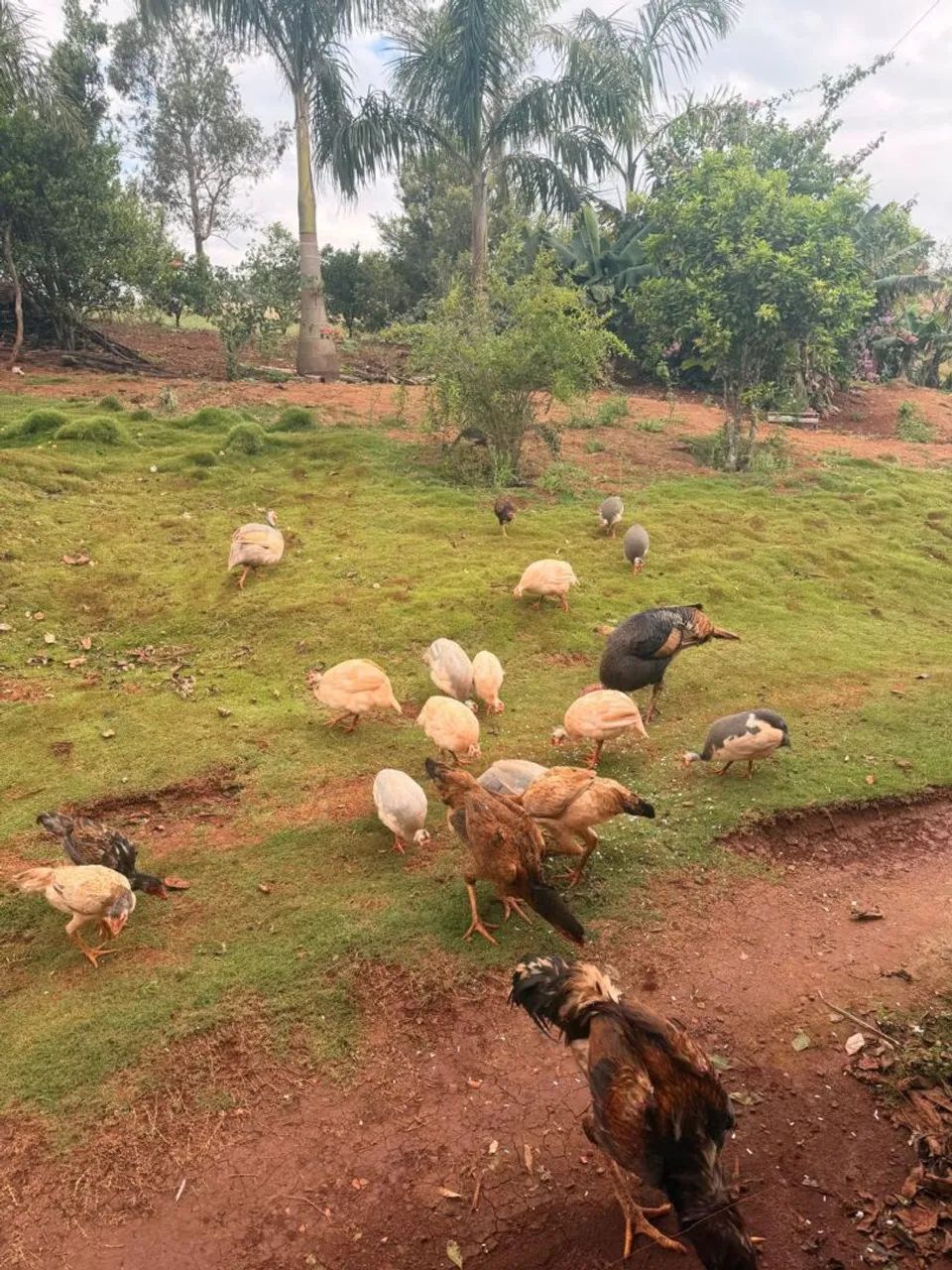 Angolas a venda  - Foto 4