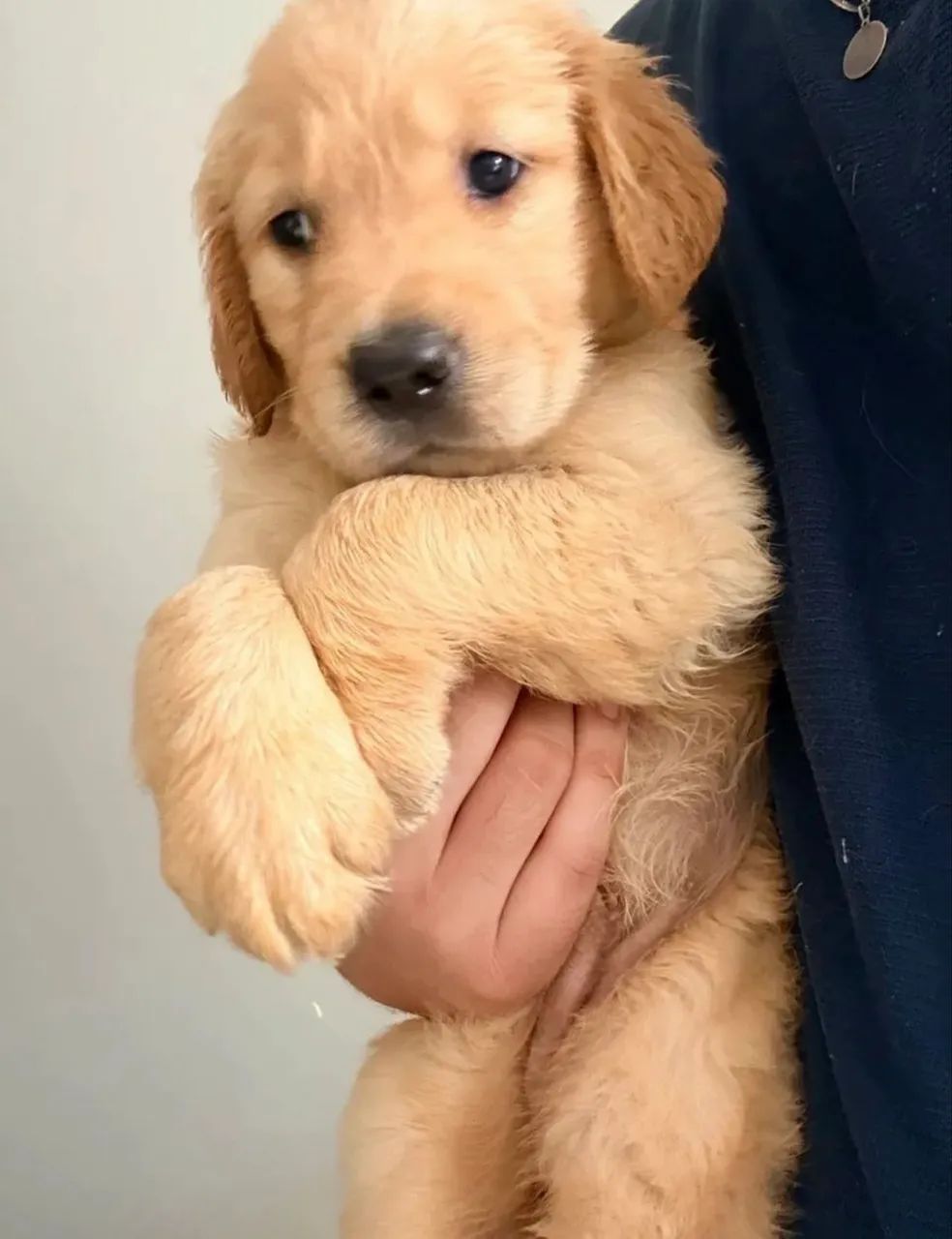 Golden Retriever - Foto 3
