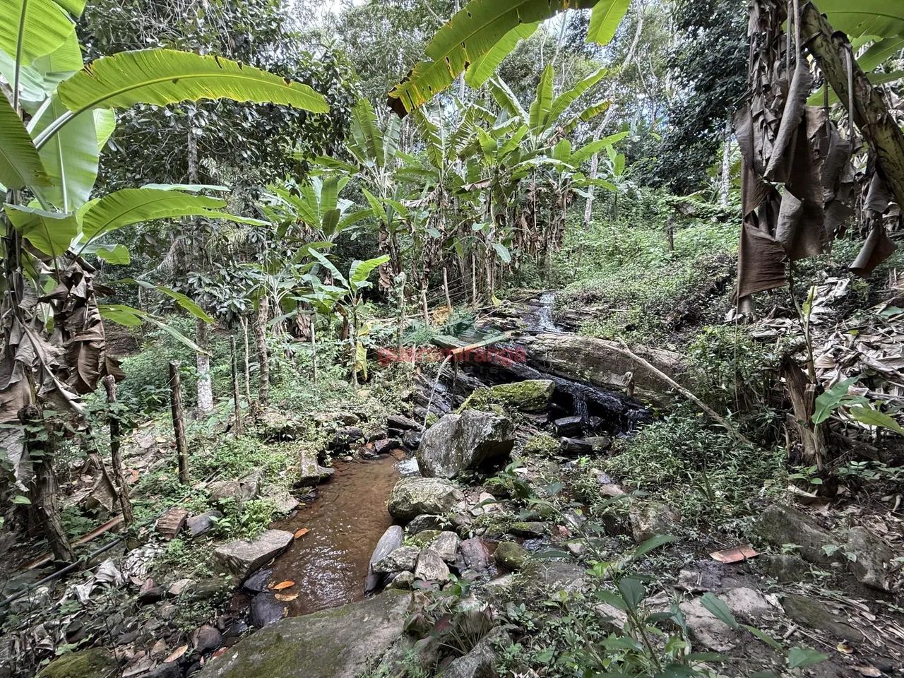Sitio de 3 HA com uma nascente e muitas fruteiras.