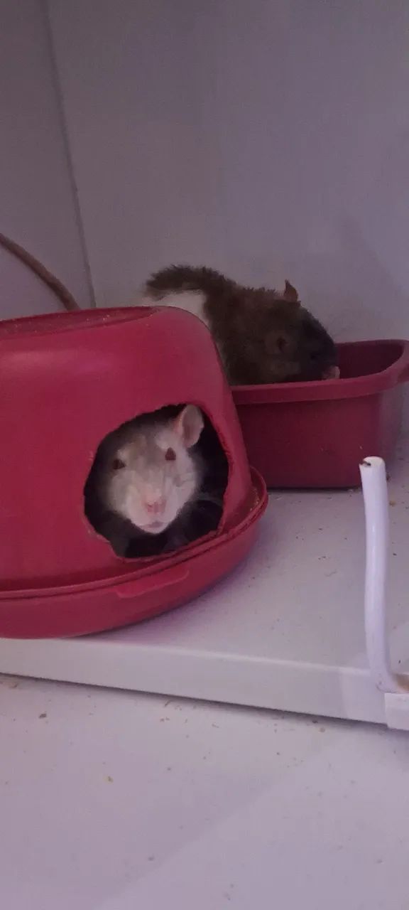 duas ratinhas twister DOAÇÃO (valor simbólico) 
