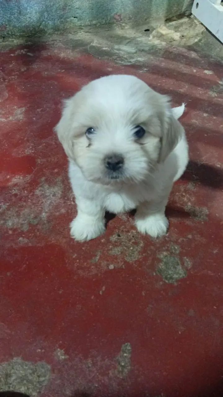 Maltês 