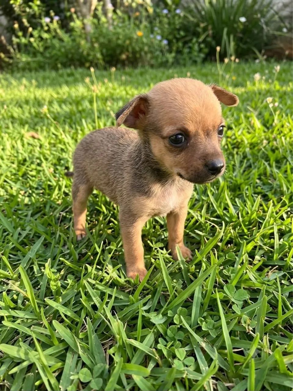 Filhotes de Pinscher mini  - Foto 3