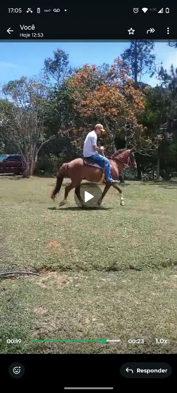 Cavalo de engate e montaria marcha bonito  - Foto 2