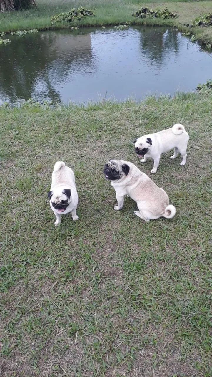 Vendo 5 fêmeas adulta de cães da raça pug...e 2 machos adultos..para cruzar  - Foto 3