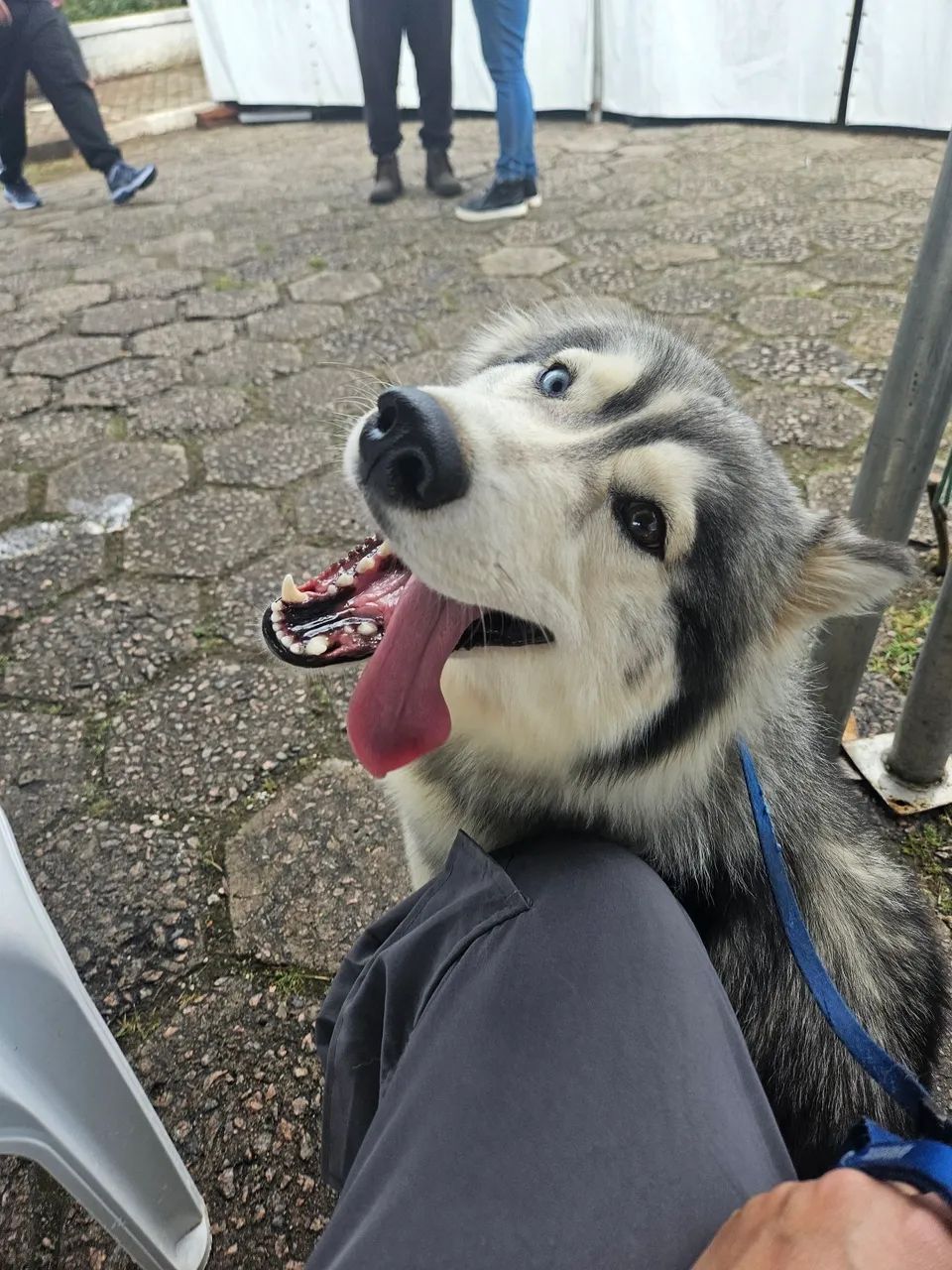Husky siberiano fêmea 1 ano - Foto 2
