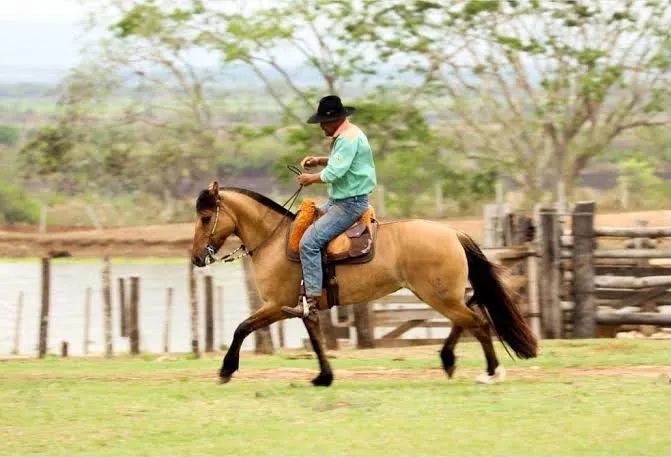Cavalo 