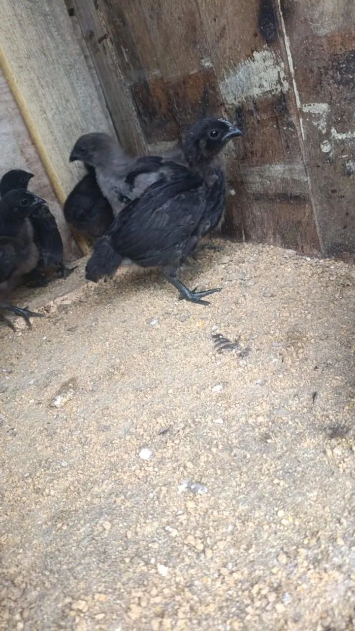 Pintinhos de Cemani 