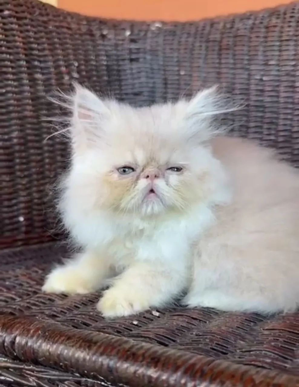 Gato persa macho e fêmea 