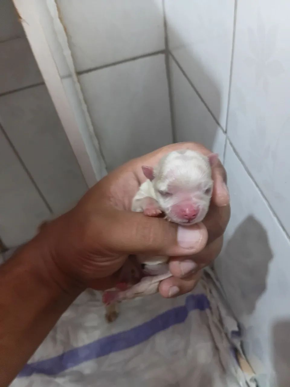 Cachorros Raça Maltes
