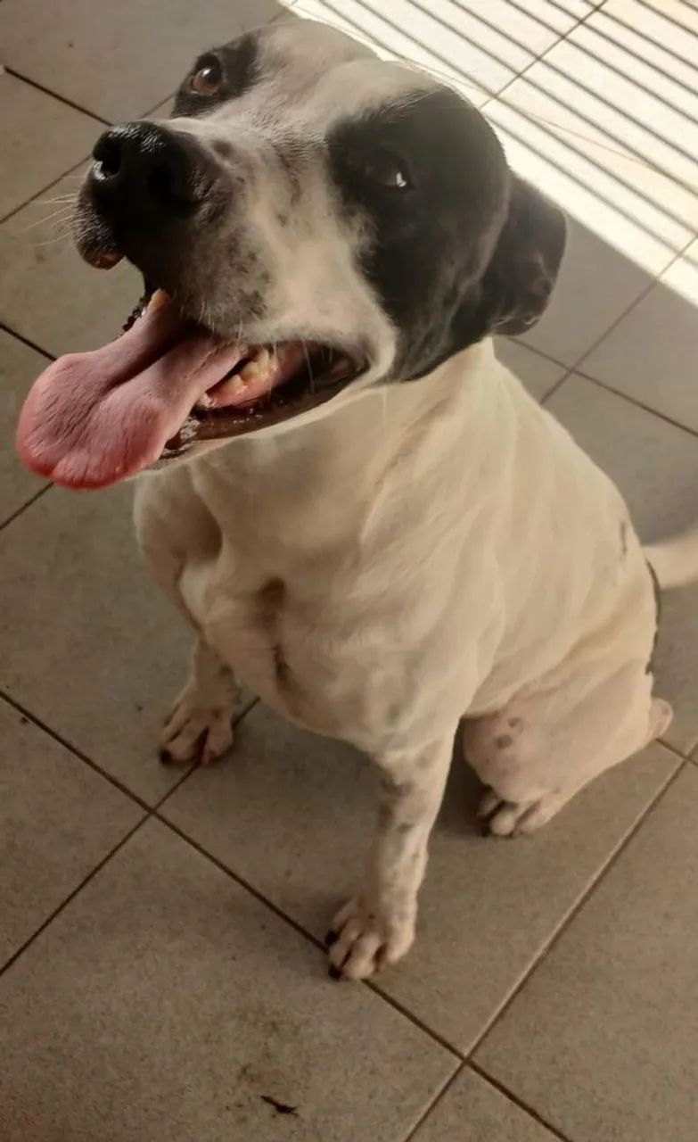 Cookie Adoção 