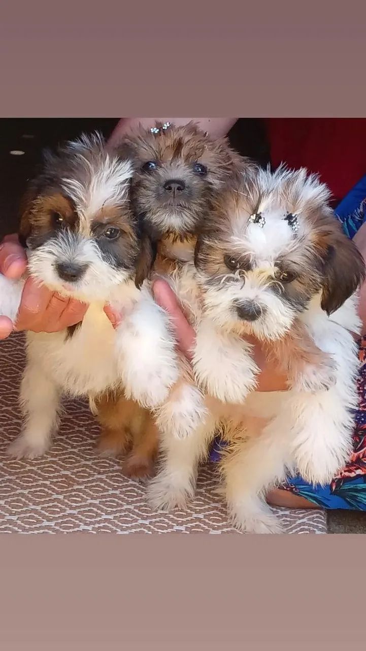 Cachorros - Foto 5