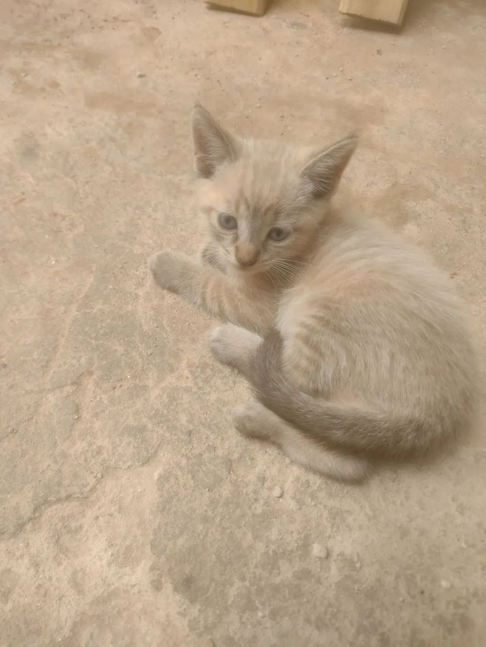 Gatos doa se