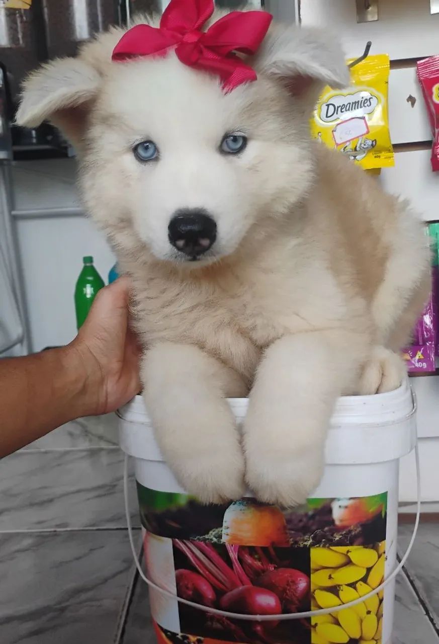 Husky Sibériano  - Foto 4