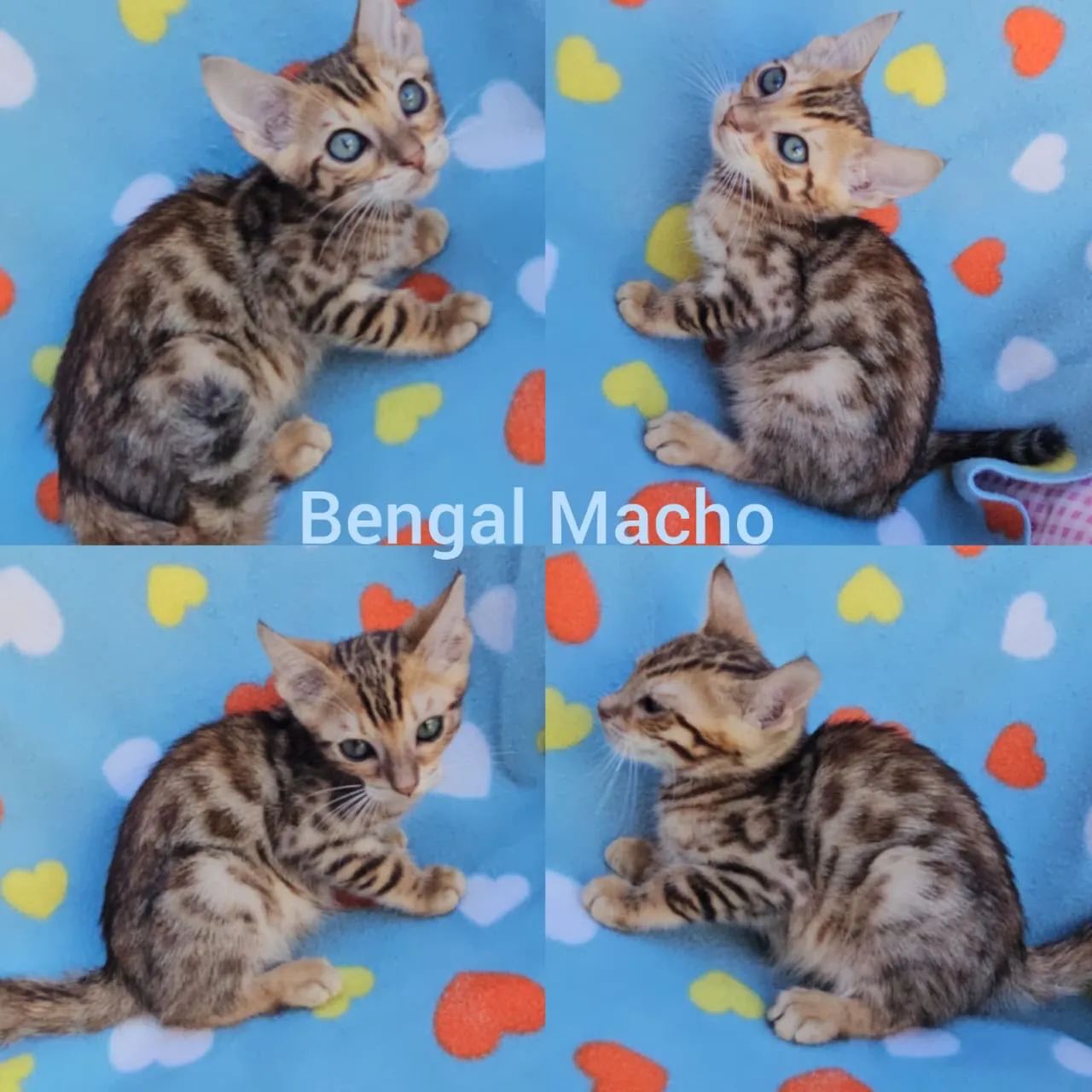 Bengal Filhotes Gatil BSB Cat - Foto 3
