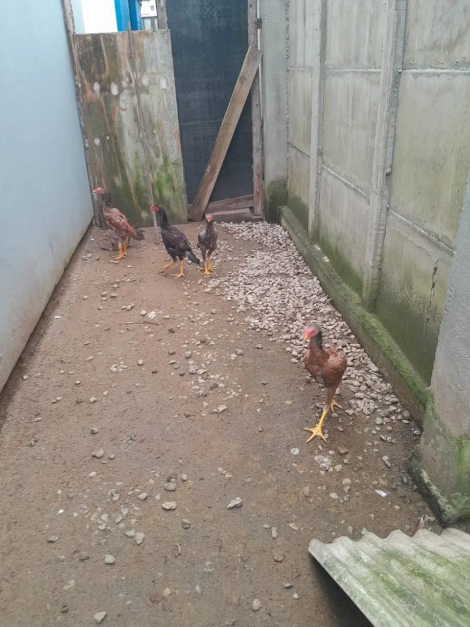 frango - Foto 2
