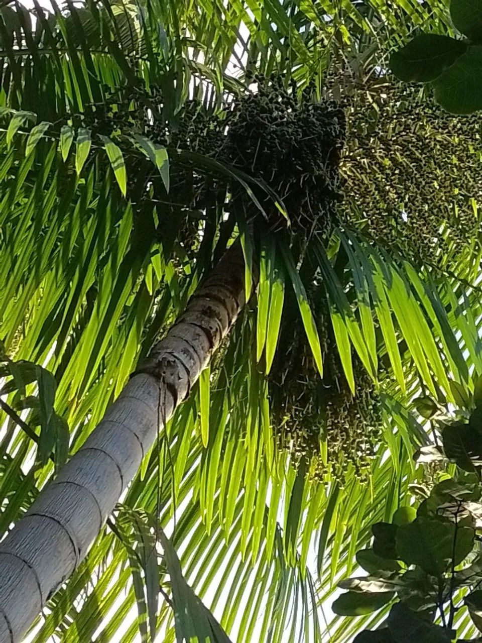 AÇAÍ IN NATURA - Foto 4