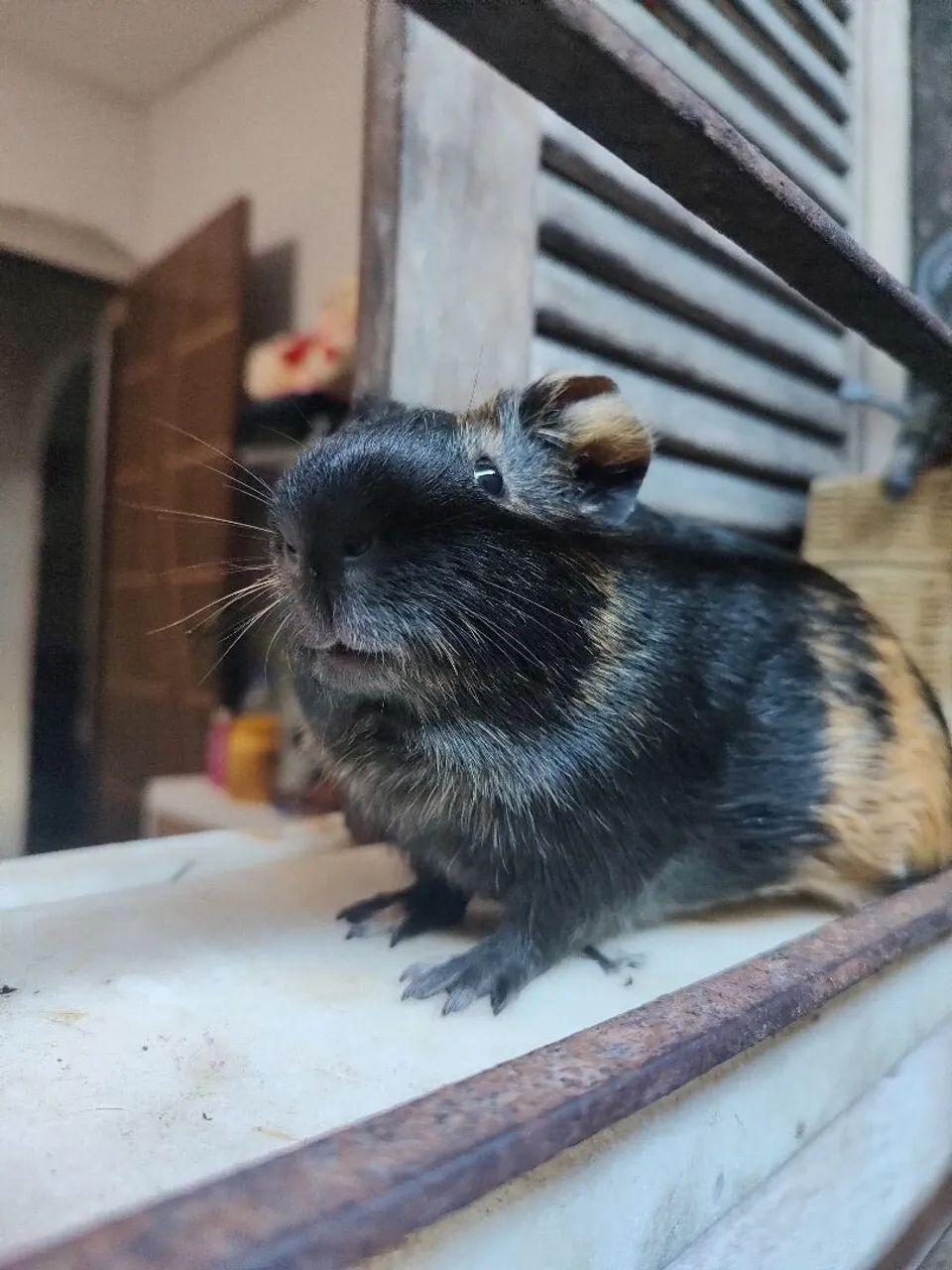 Porquinho da índia Macho  - Foto 3