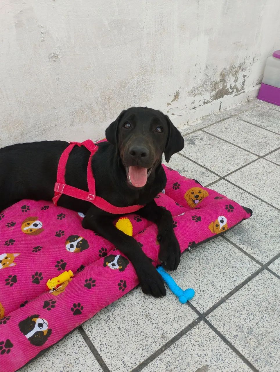 Adoção de labradora - Foto 4
