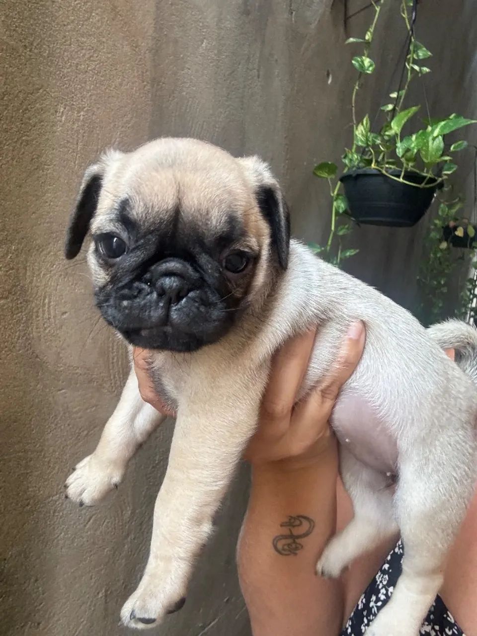 Filhotes pug